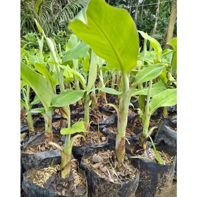 Bibit Pisang Kepok Jumbo Siap Tanam