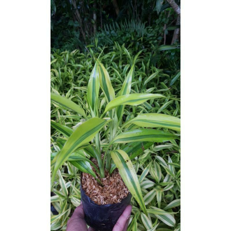 Tanaman Hias Suji Kuning