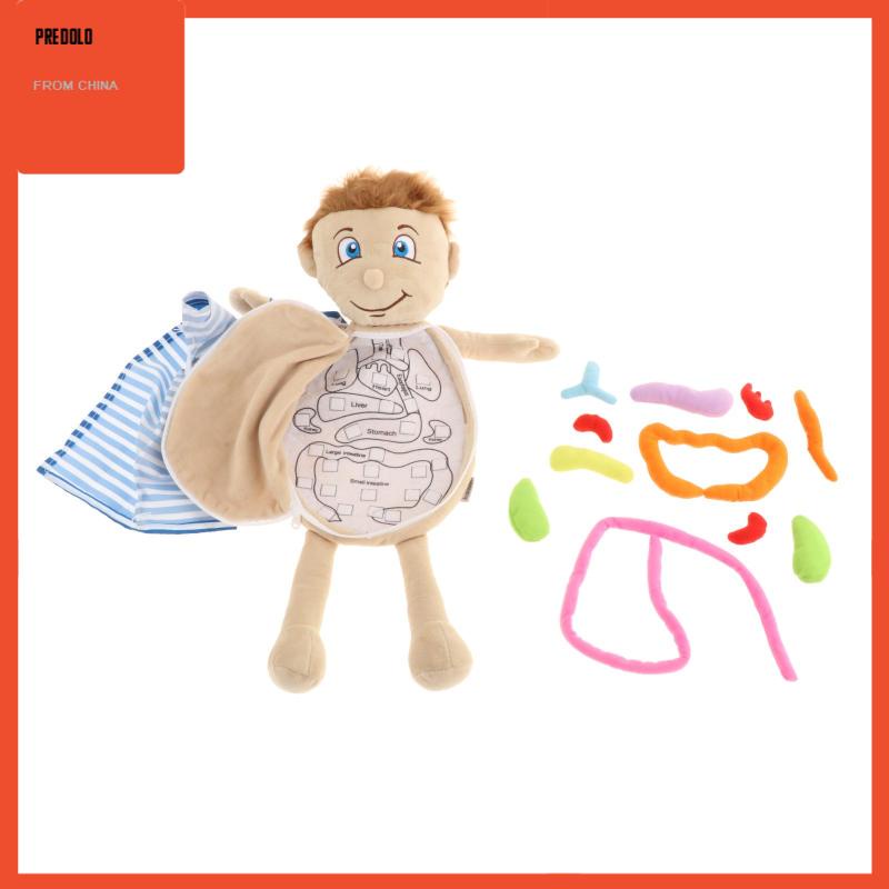 [In Stock] Human Body Anatomy Toy Teaching Tool Organ Toy Removable Organs for School