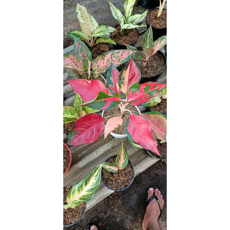 aglonema suksom bendera merah putih/belang putih