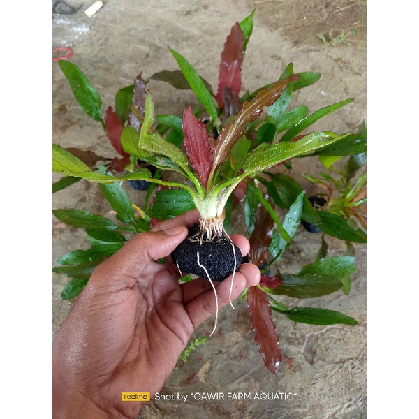 echinodorus red spesial media wabikusa