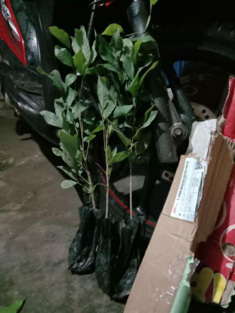 Ready Bibit Buah Leci Biwa Berbuah Dan Berbinga