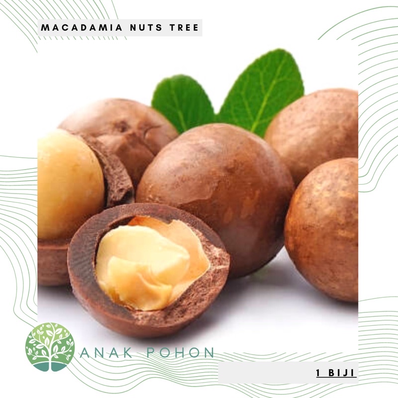 Benih Bibit Biji - Macadamia Nut Makadamia Bava Bafa Nuts (Benih Masih Ada Cangkang) Kacang Sultan Termahal di Dunia - FRESH SEEDS