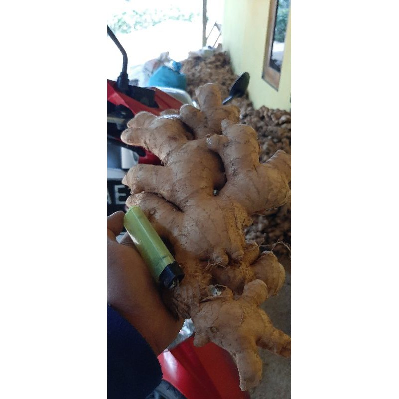 

JAHE GAJAH JAHE BESAR [TERMURAH] !!!!