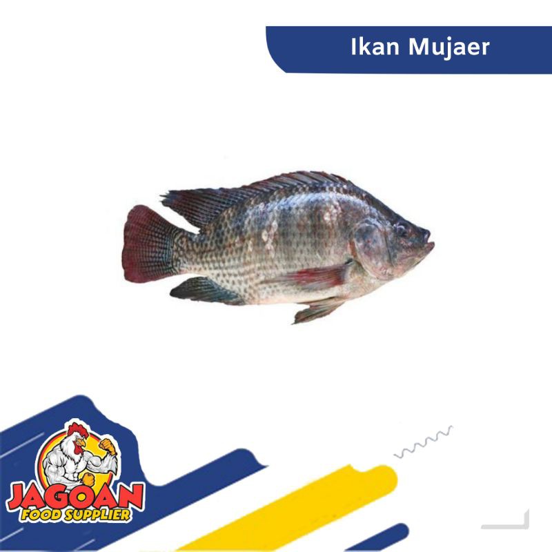 

Ikan Mujaer Per Kg / Ikan Segar