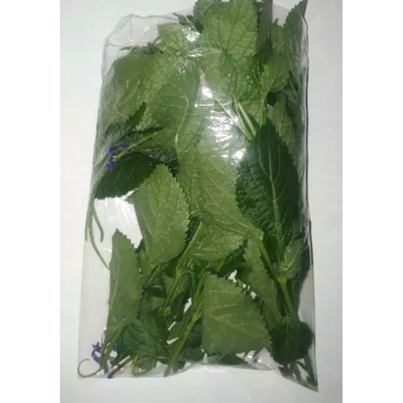 DAUN PECUT KUDA | JARONG SEGAR 500 Gram