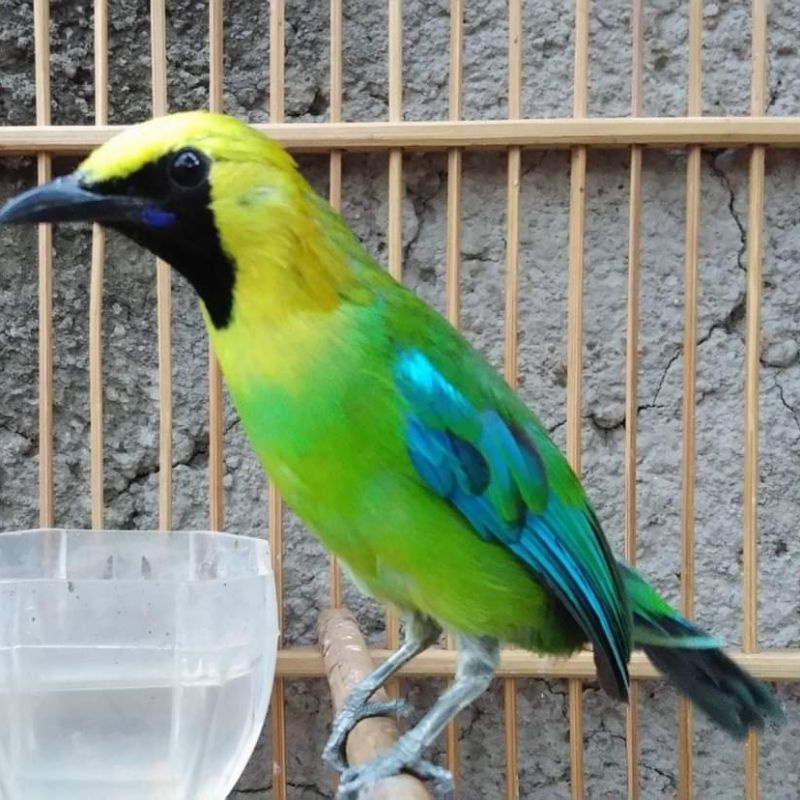 Jual burung cucak ranting,ranting emas kinoi | Shopee Indonesia