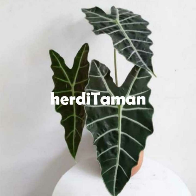 Tanaman Hias Pohon Keladi Amazon//Tanaman Hias Keladi amazon