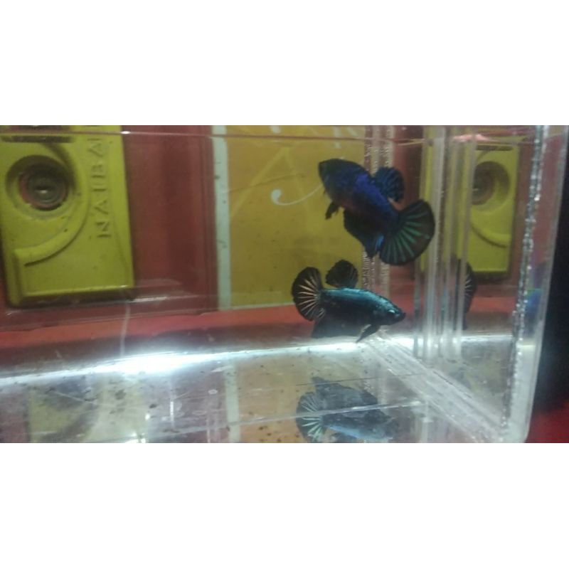 

Cupang 1 Pair