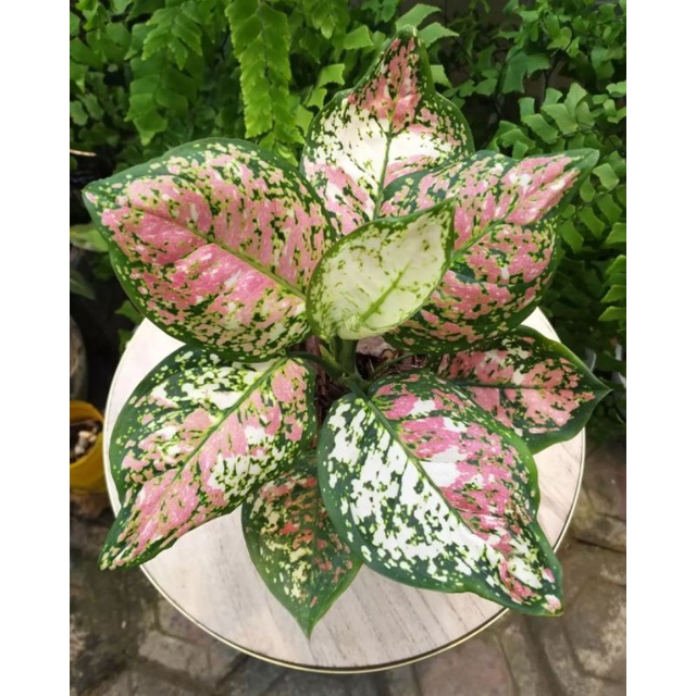 Aglonema threecolour Aglonema tricolour