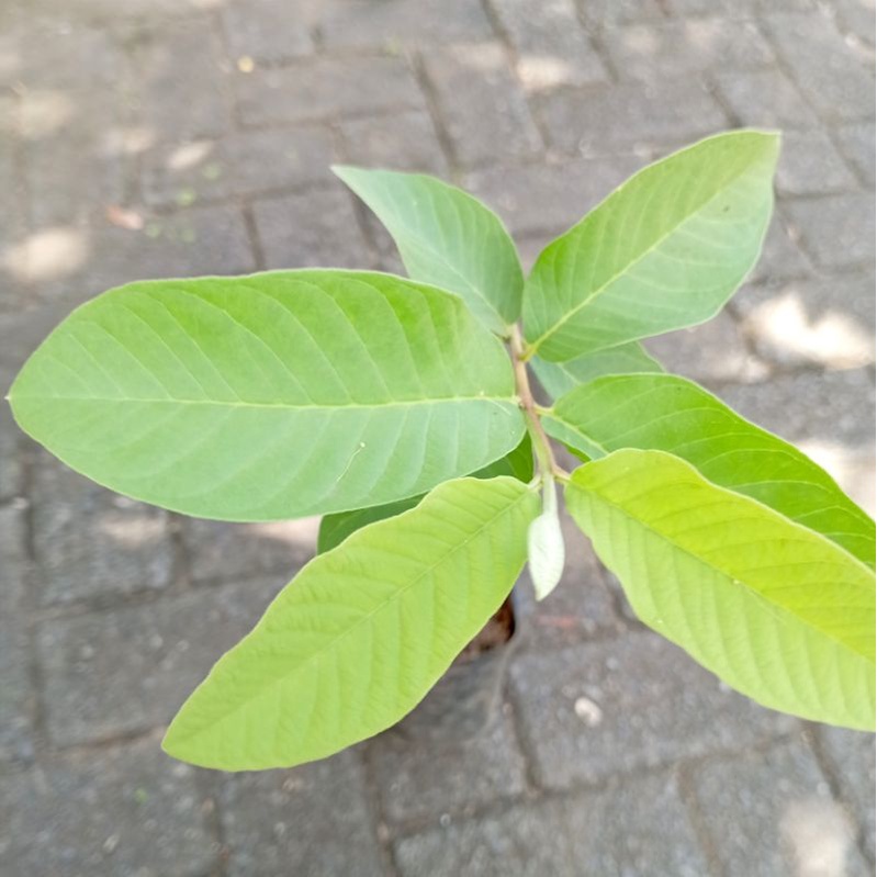 Tanaman Jambu Kristal/Bibit Jambu Kristal