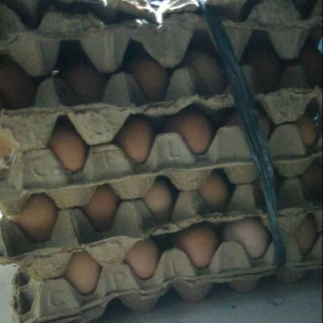 

Telur ayam negri