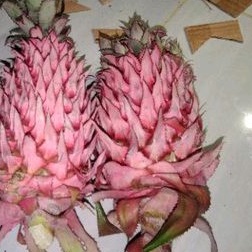 

Buah nanas hutan per 1 buah