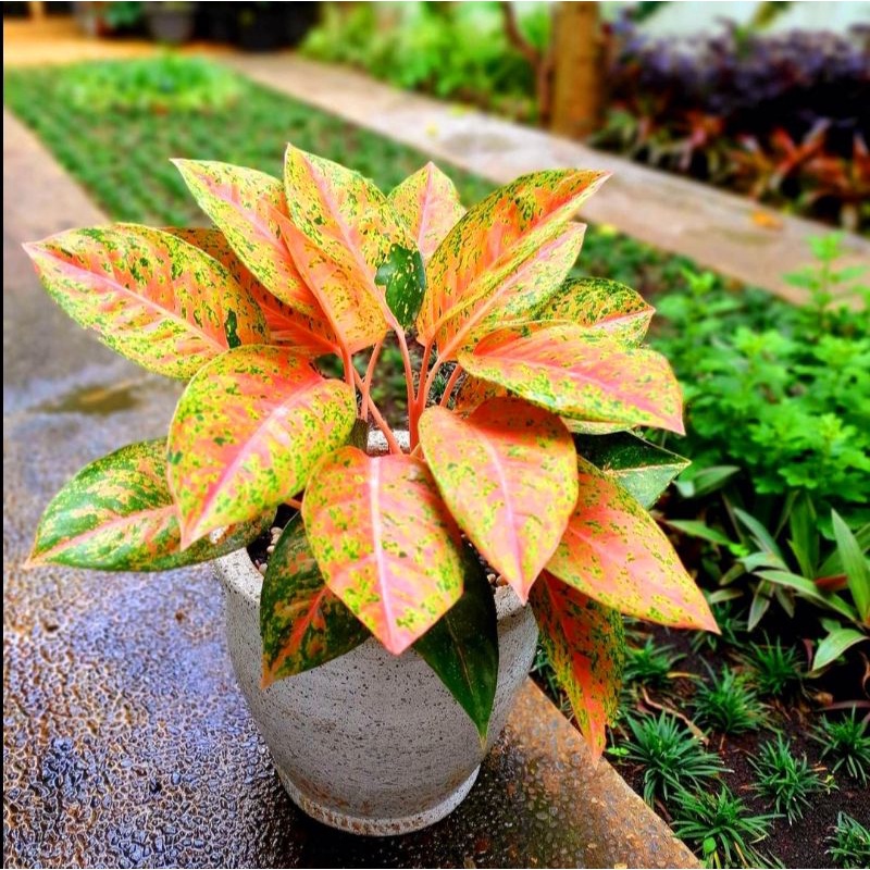 Aglaonema big roy mutasi / Aglonema big roy florist nursery/ Aglonema big roy (Tanaman hias aglaonem