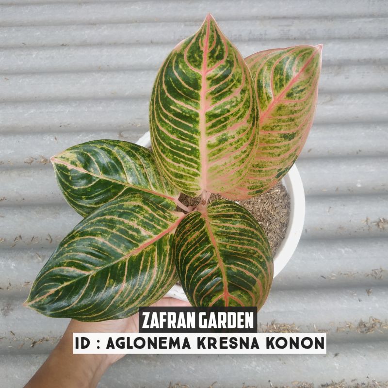 Aglonema Kresna Golden/Kresna Konon