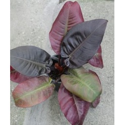 TANAMAN HIAS PHILODENDRON BLACK CARDINAL ASLI TANAMAN PHILO BLACK CARDINAL MURAH