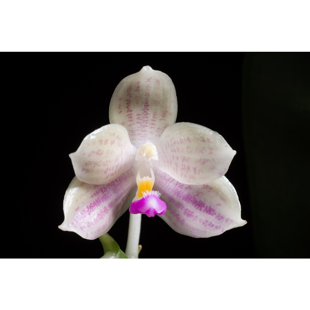 Anggrek Phalaenopsis Javanica Sumatra