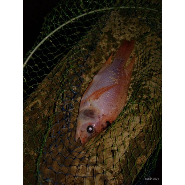 

ikan nila fresh