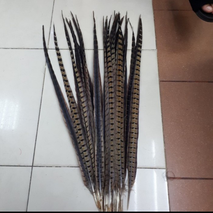 Dijual Bulu Panjang burung Pheasant mahkota Sun Go Kong bulu Dayak Murah