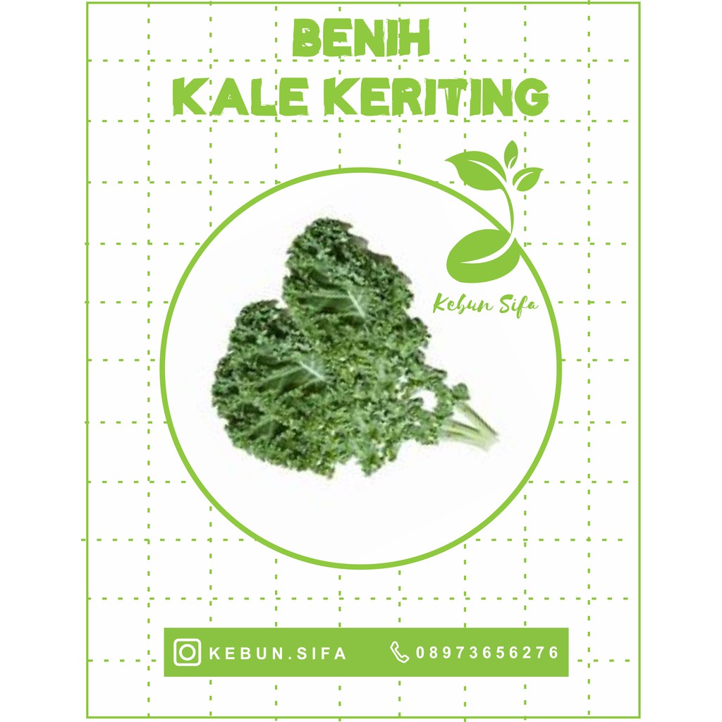 BENIH KALE CURLY / KALE KERITING