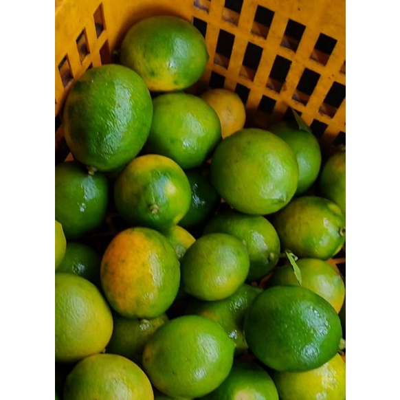 

Jeruk Lemon Juice