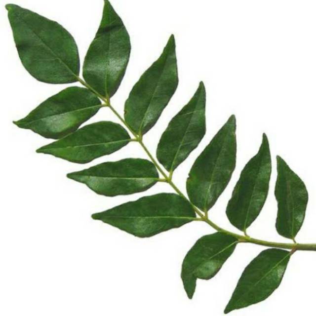 

Daun kari / daun salam koja