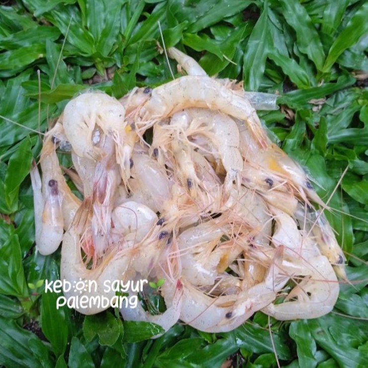 

kebun sayur udang segar kecil 250 gr