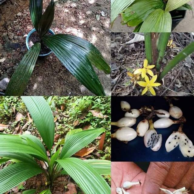 Bibit marasi/curculigo latifolia | Shopee Indonesia