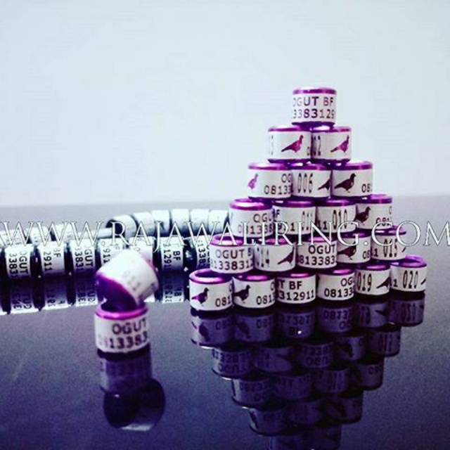 Ring burung matakucing winner laser