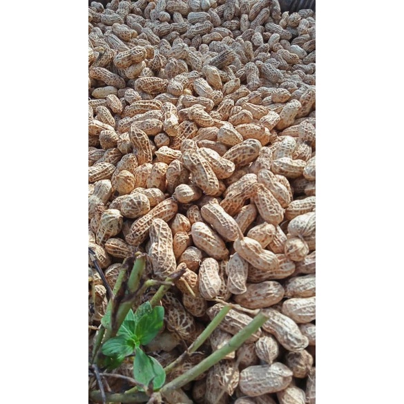 

Kacang Dua Kelinci Kiloan