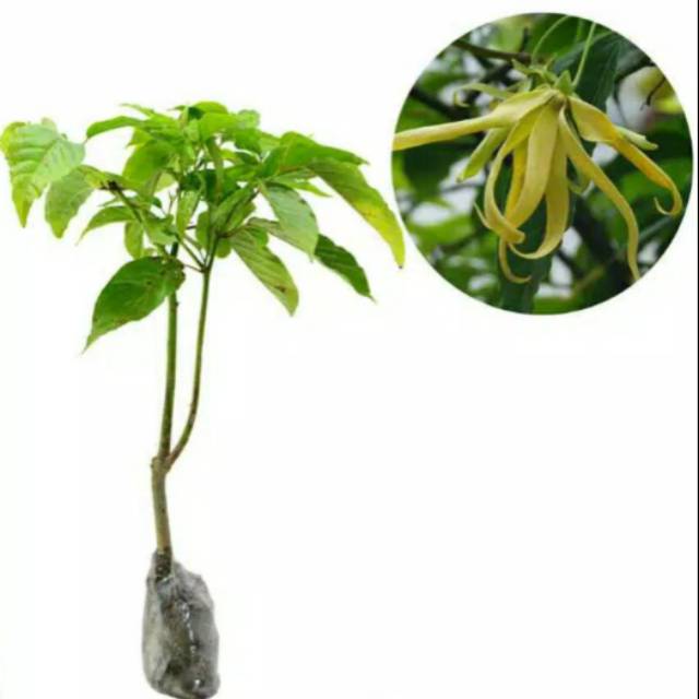 Tanaman hias bunga kenanga/bibit tanaman kenanga