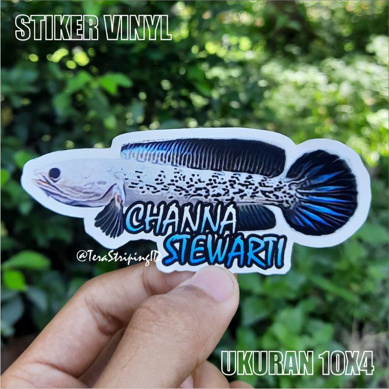Stiker Channa Stewarti Stiker Aquarium Snakehead