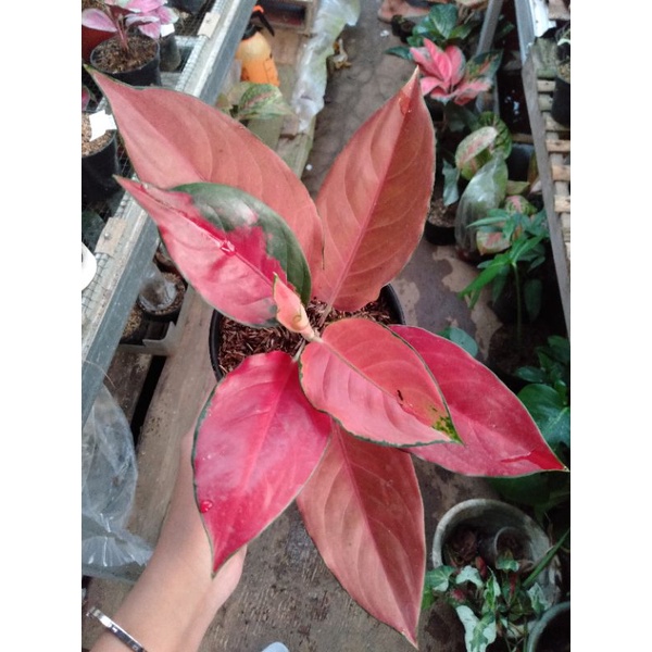 aglonema kochin tembaga compacta