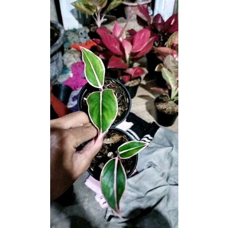 aglonema lipstik puding