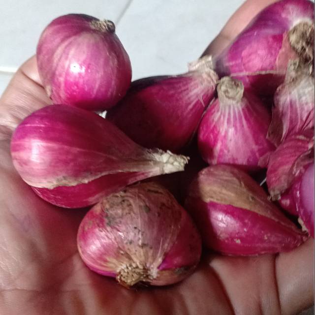 

Bawang merah pilihan asli Brebes 1kg