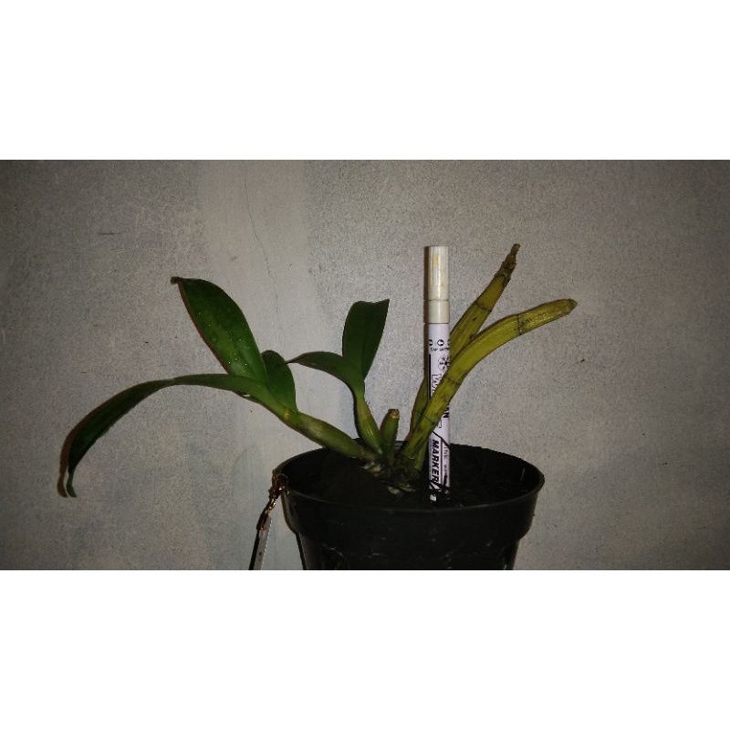 Anggrek Dendrobium WHITE GRACE