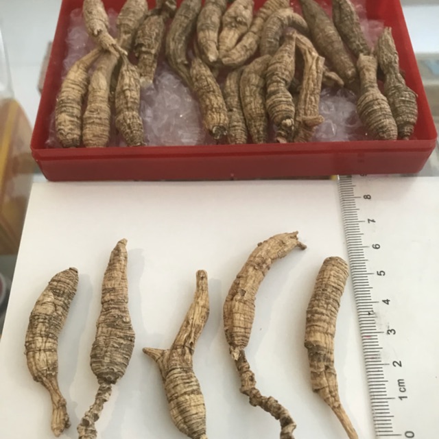 American ginseng wild