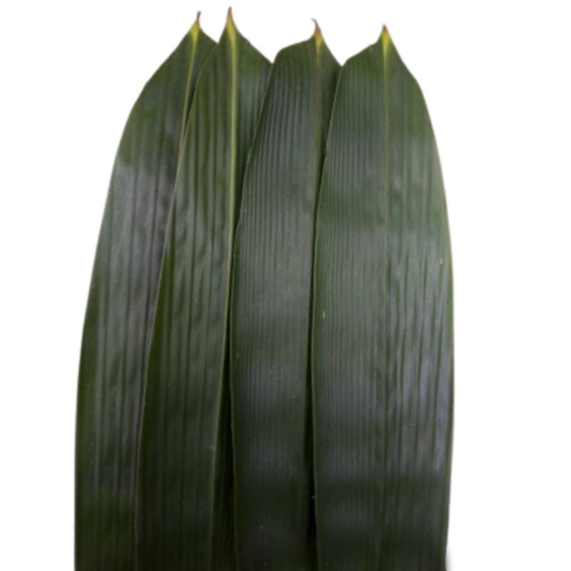 

100 pcs Daun bambu / bamboo lebar 10cm -12cm fresh / Bahan bungkus bacang