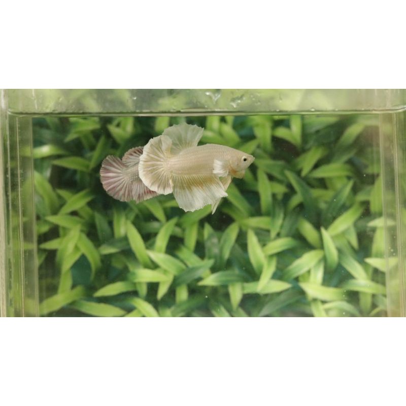 Ikan cupang HMPK soft gold big ear