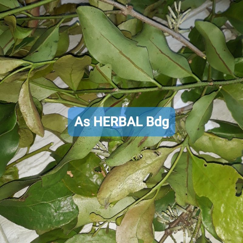 

Benalu randu atau benalu pohon randu segar 500 gram-az