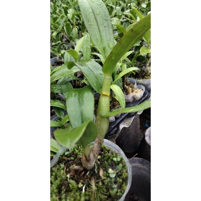 dendrobium caesar sanan white