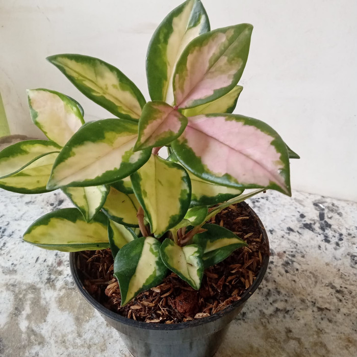 tanaman hias hoya carnosa TAMAN AGHLO