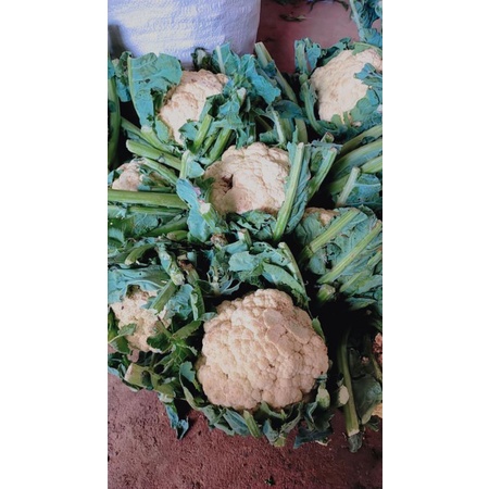 

KEMBANG KOL