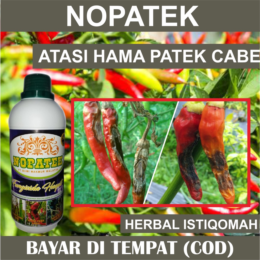 Jual Nopatek Fungisida Hayati Obat Mengatasi Hama Patek Pada Cabe