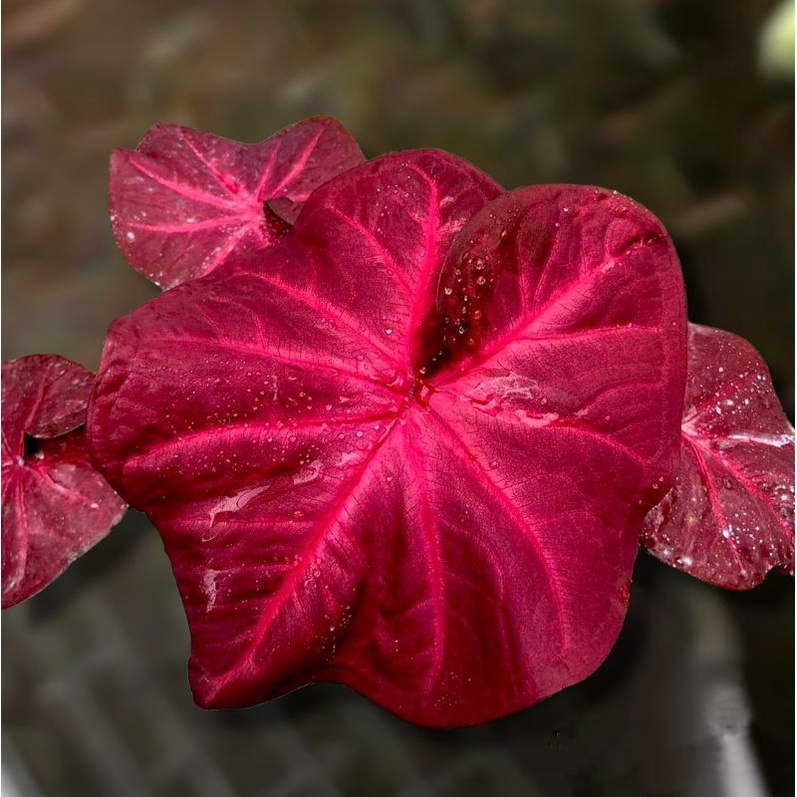 caladium red sweety