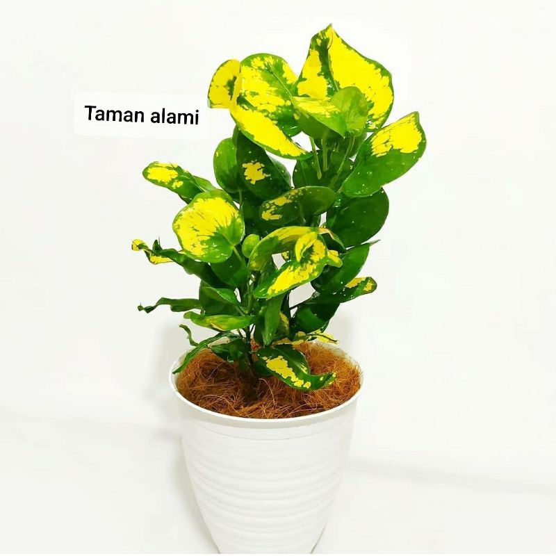 tanaman hias puring apel kuning - pohon puring apel