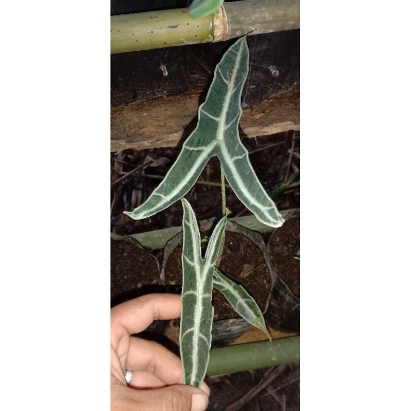 alocasia longiloba sp