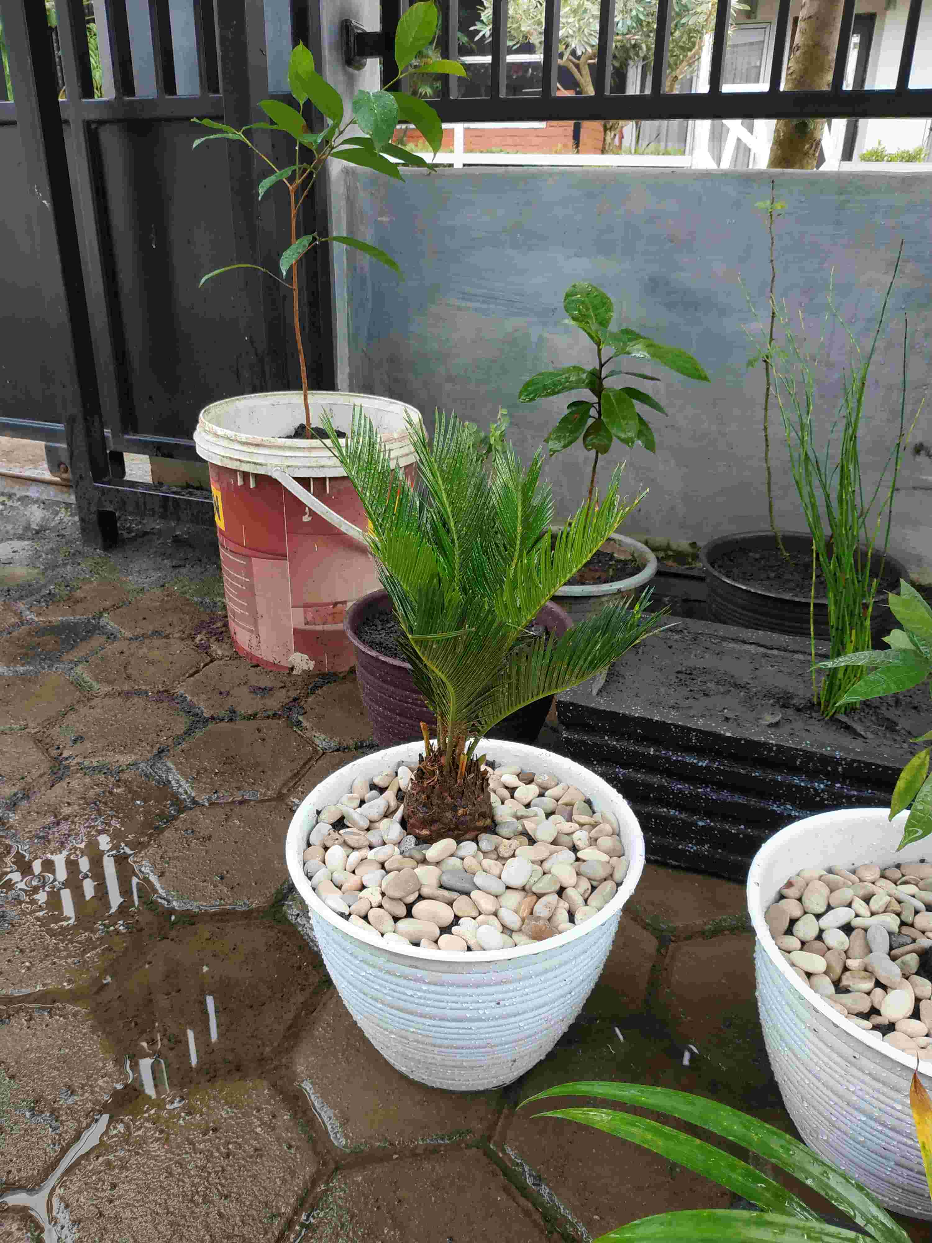 Palem Sikas / Serit  Tanaman Pot Dekorasi Taman