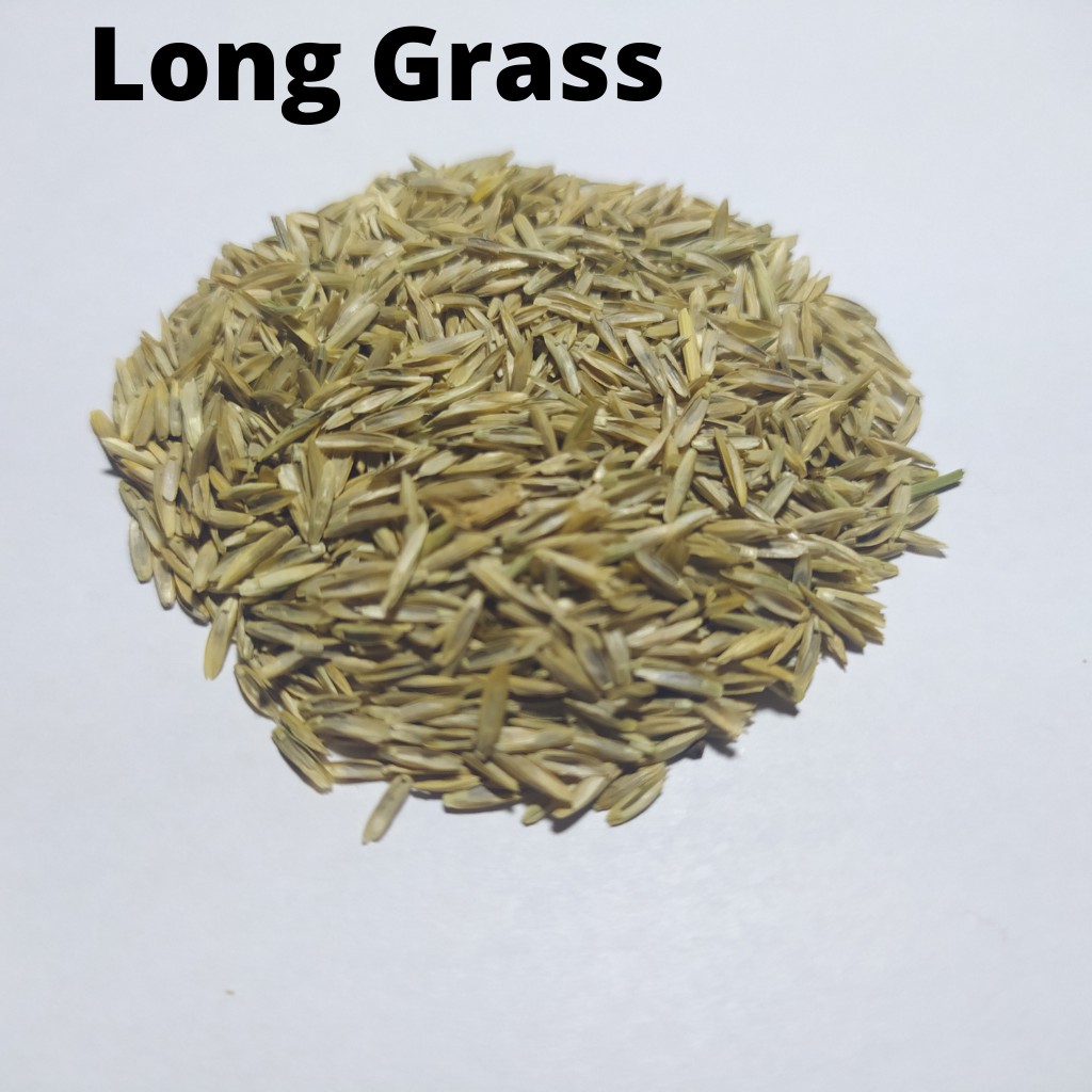 Carpet Seed Hair Grass Seed Bibit Benih Tanaman Aquascape / Tanaman Air /Small Atau Long Fescue Seed