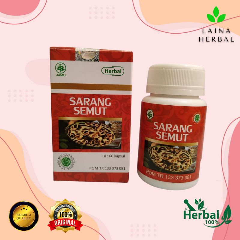 sarang semut sarang semut papua asli sarang semut papua sarang semut super sarang semut kapsul
